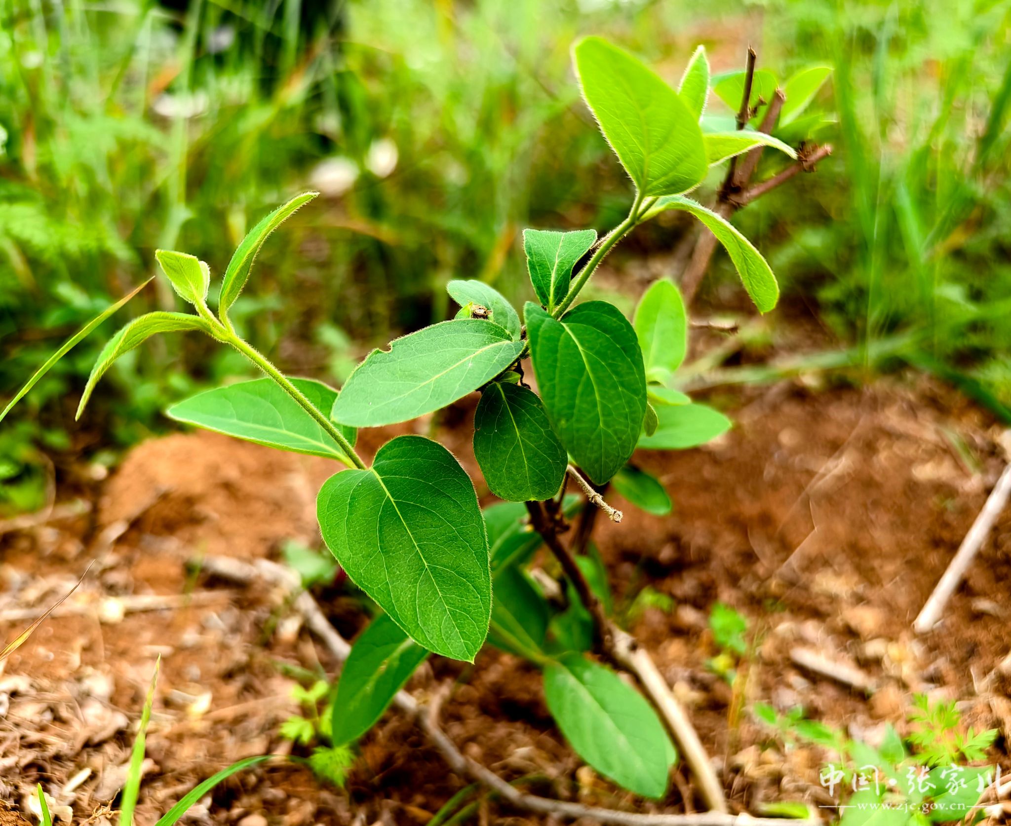 中草药种植(中草药种植技术)