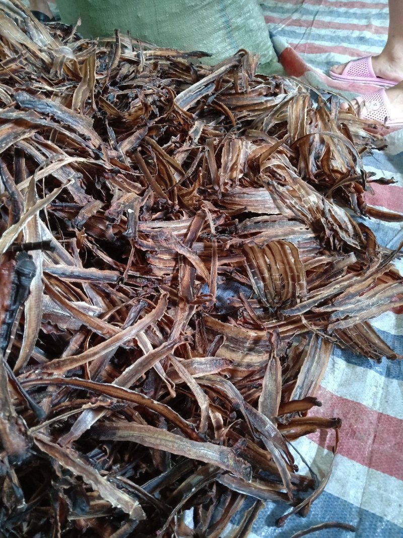 地龙_(地龙粉的功效与作用及食用方法)