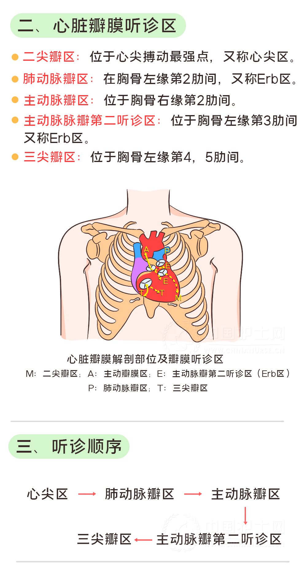 心尖搏动点-心尖搏动位置在