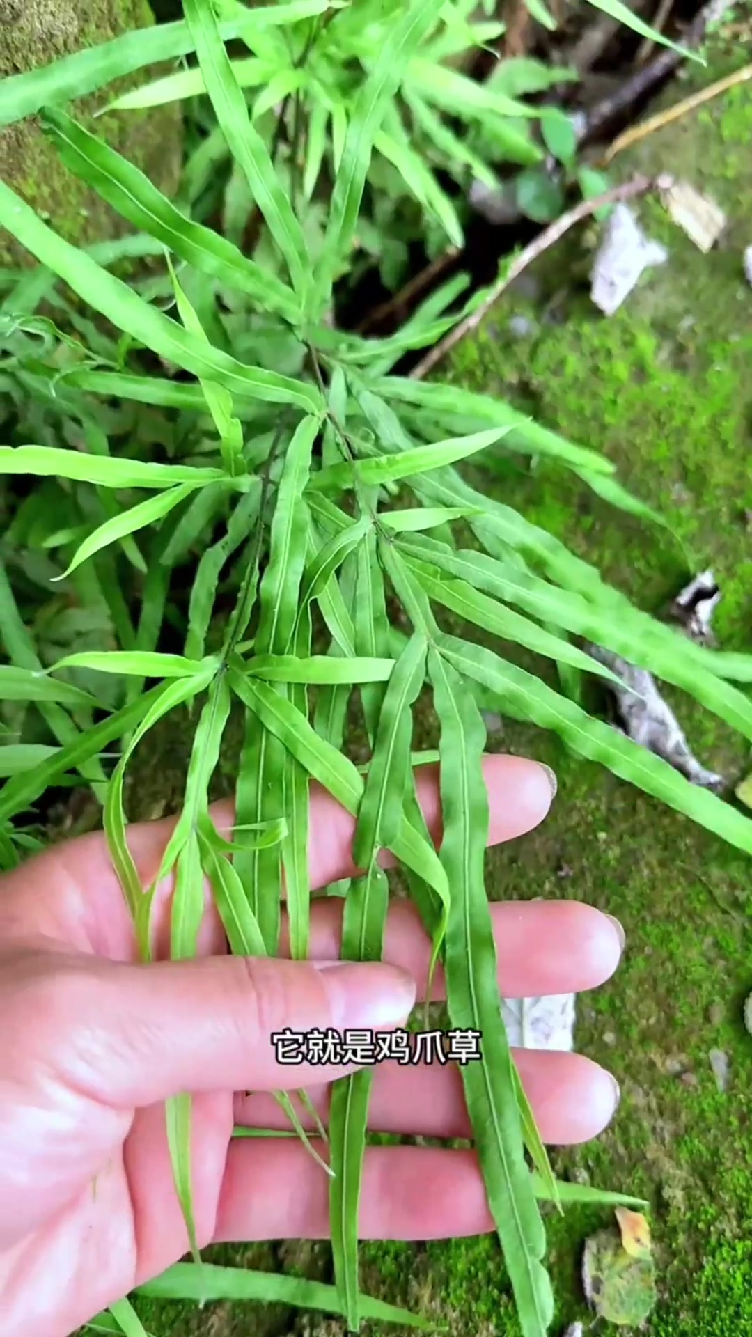 车轱辘菜-车轱辘菜的功效与作用