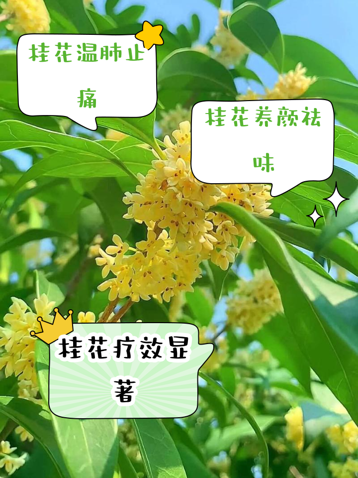 孕妇可以吃桂花吗_(孕妇能否吃桂花)