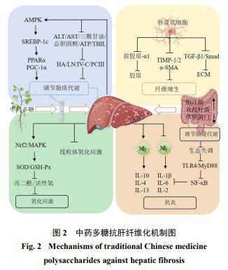 化作用_(布地奈德加异丙托溴铵雾化作用)