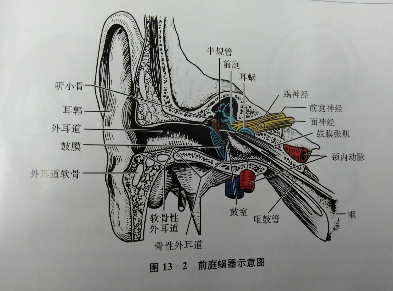 前庭是哪里-前庭是哪里啊?