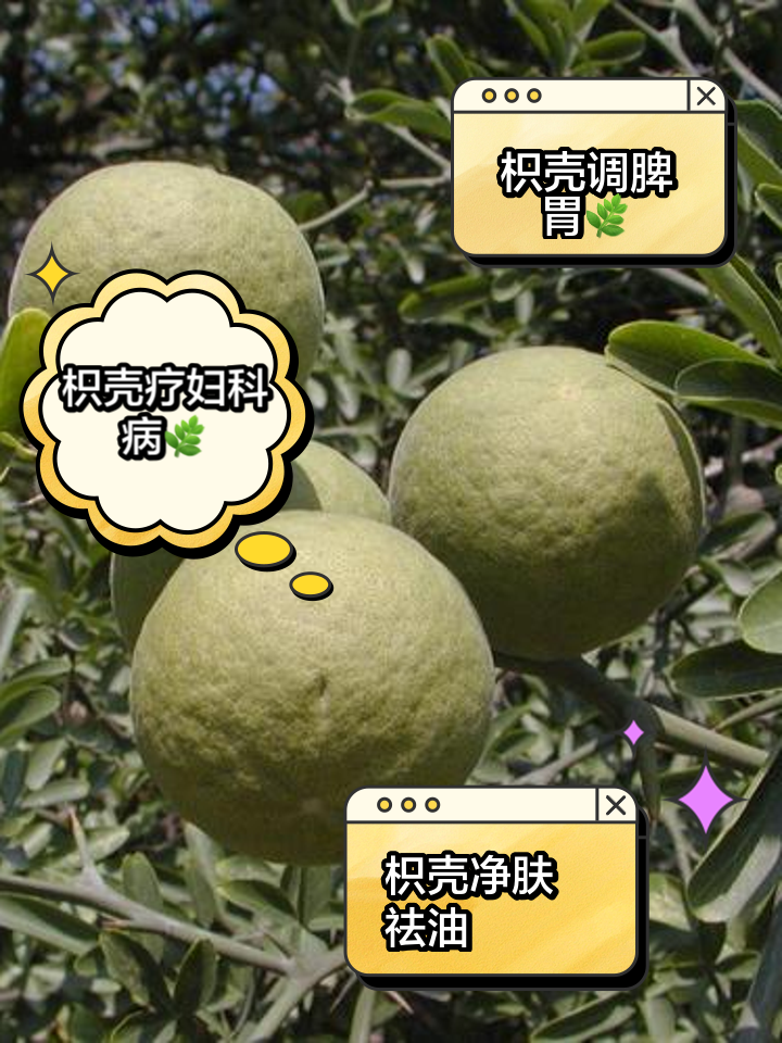 枳壳-枳壳的作用和功能主治
