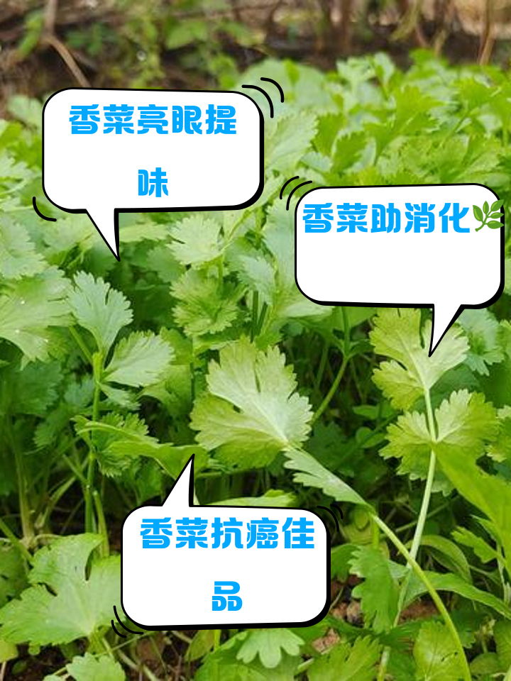痛风能吃香菜吗-痛风能吃香菜吗专家说不能吃