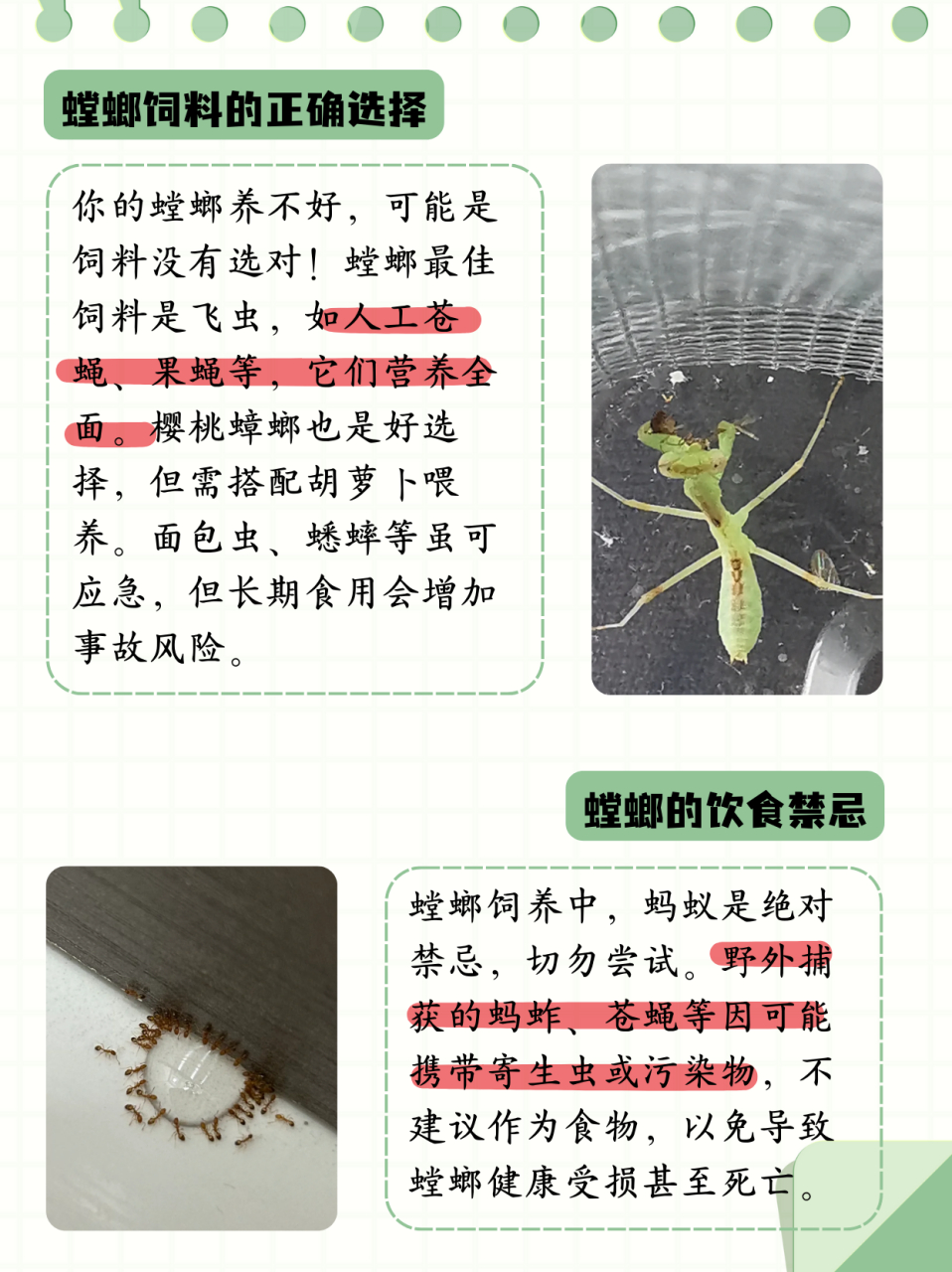 螳螂有毒吗-螳螂有毒吗对人有危害吗