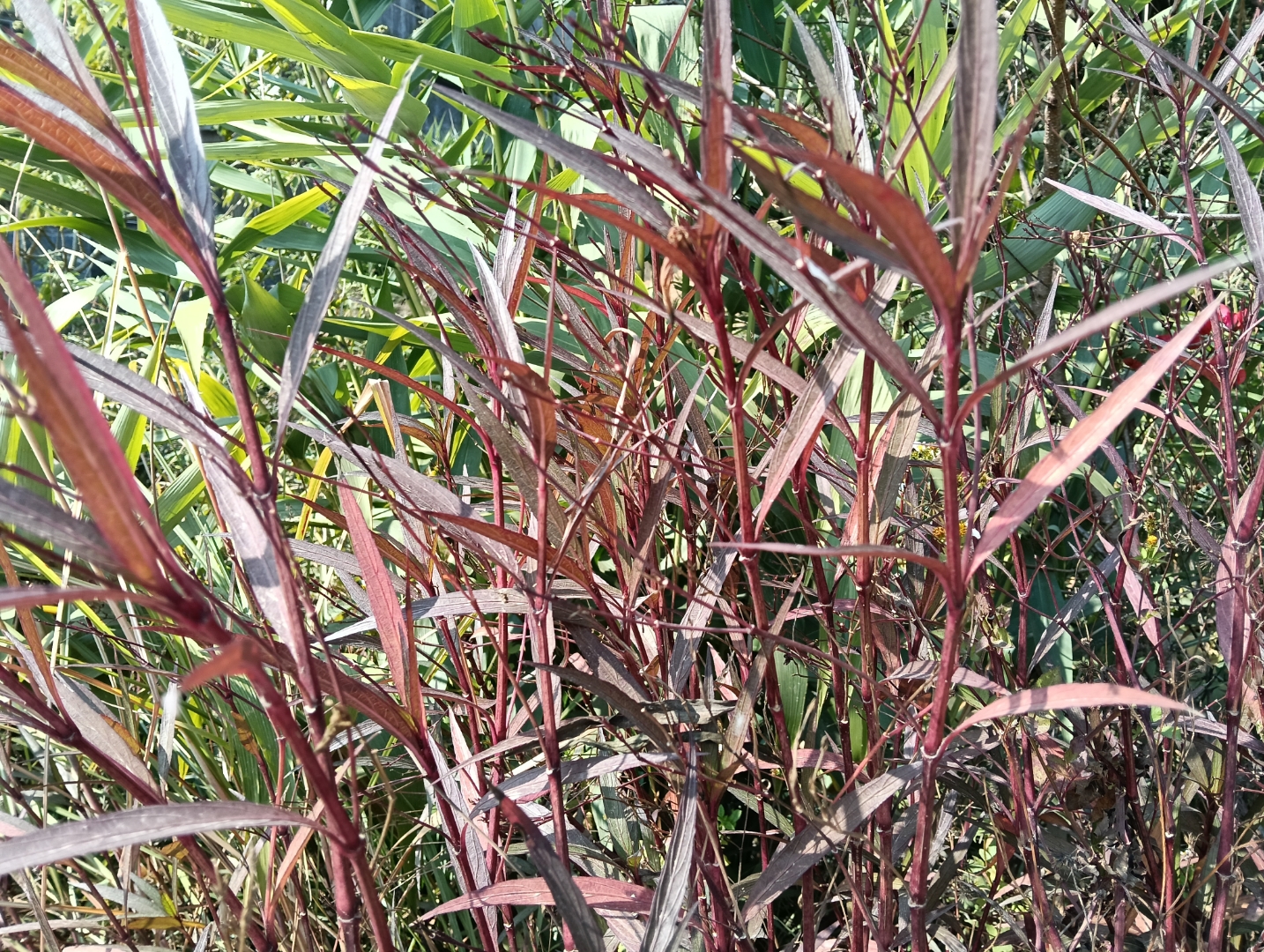 蓝花草有毒吗_(蓝花草有药用价值吗)
