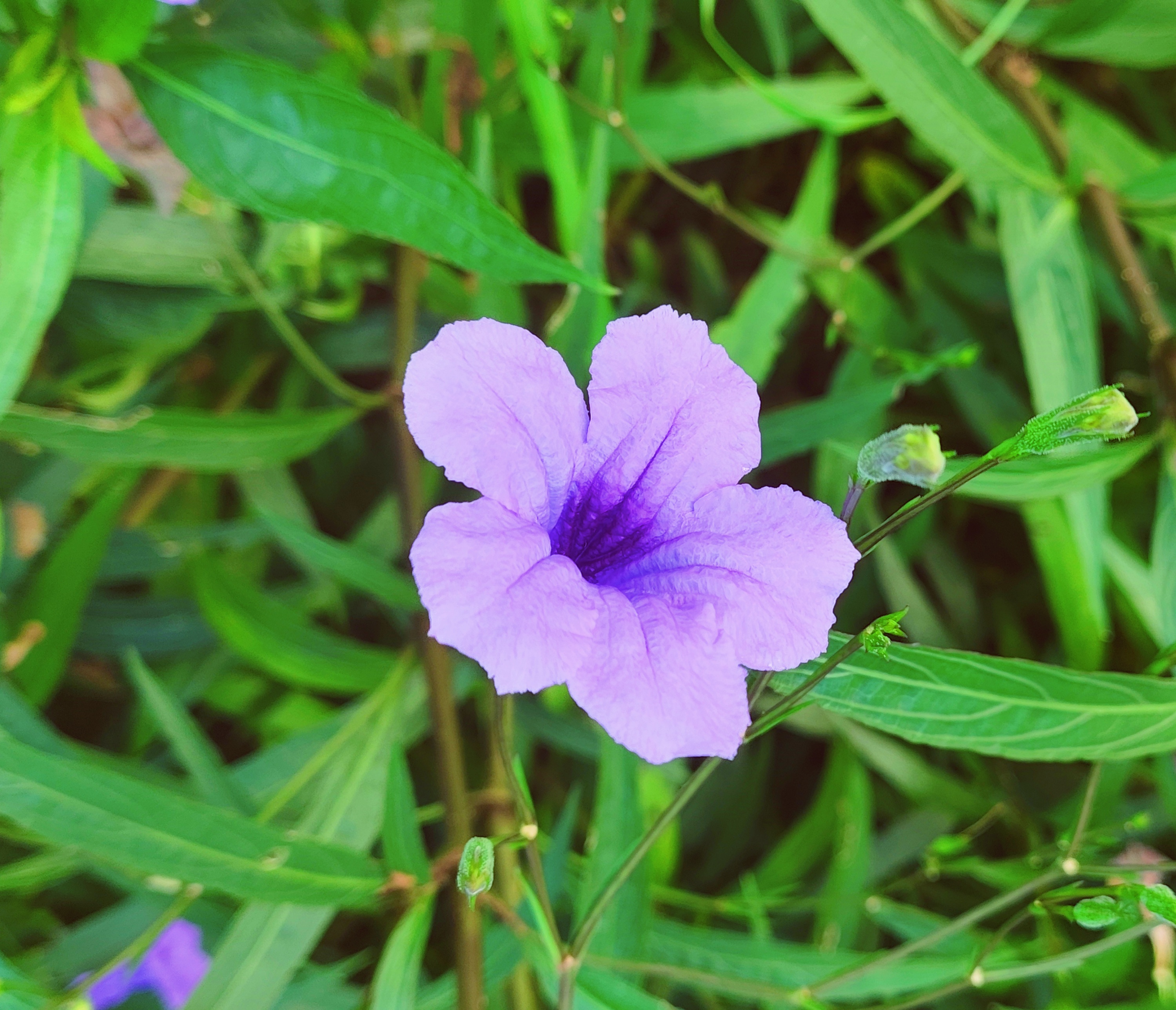 蓝花草有毒吗_(蓝花草有药用价值吗)